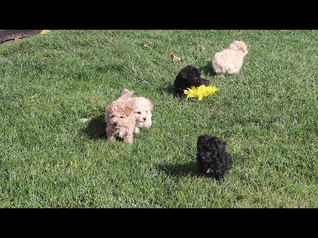 Sonny video thumbnail