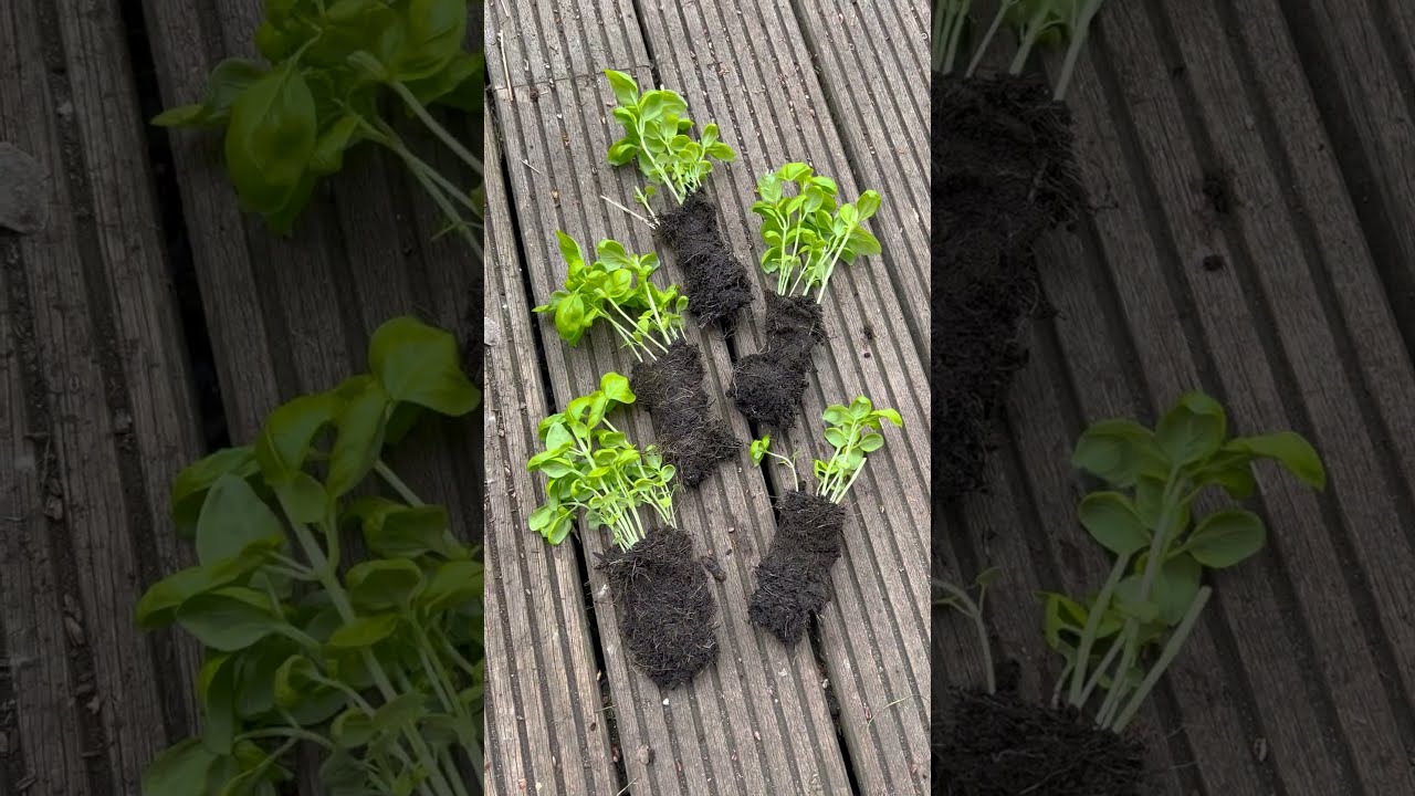 How To Save Your Supermarket Basil Plant 