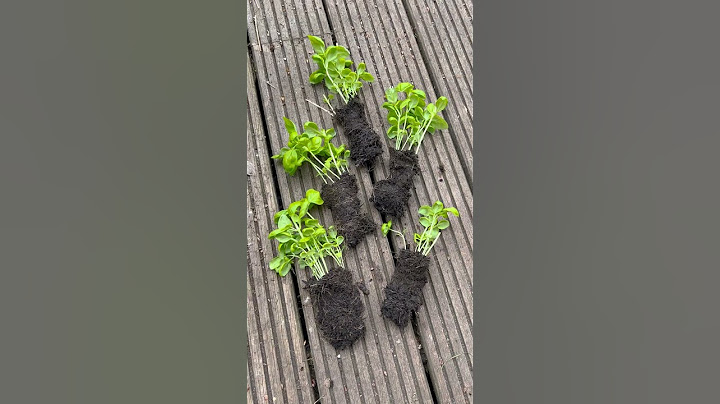 How to save your supermarket basil plant 🌱