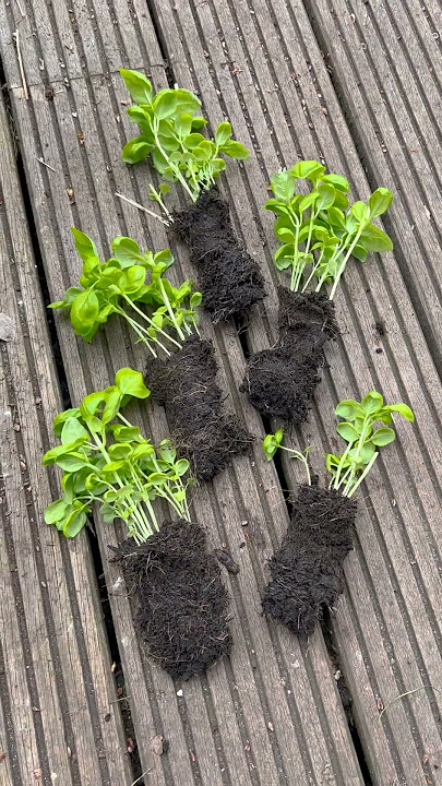 How to save your supermarket basil plant 🌱