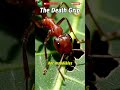 Nature's Real-Life Zombies: The Cordyceps Fungus! 😱 #shorts