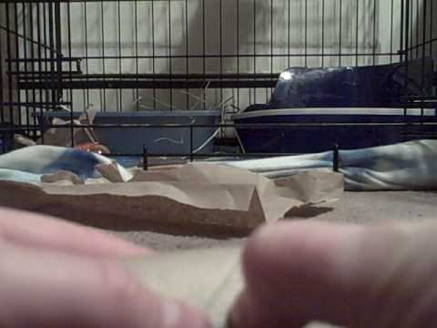 How to entertain a guinea pig  part 1