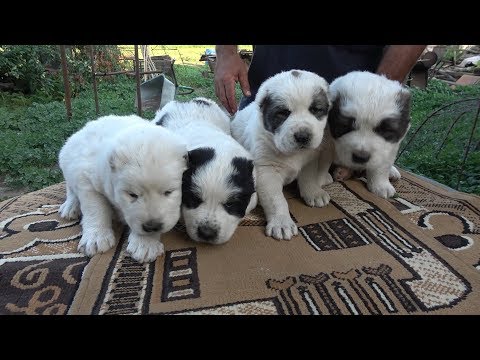 Video: Câine Ciobanesc Din Asia Centrală Acasă