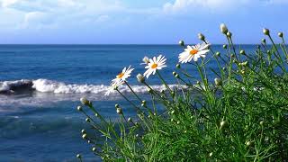 Маргаритка Цветок Море