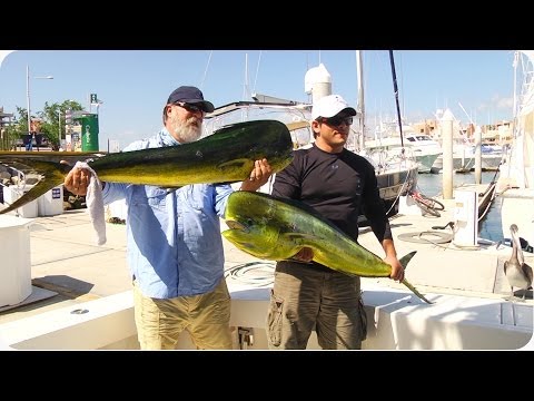 Sea Lion Steals Trophy Fish | Thief of the Ocean