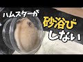 ハムスターが砂浴びしない理由はこれかも！