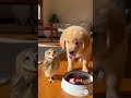 Golden retriever collection #goldenretreiver #pets #puppy #owl