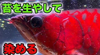 Hqdefault Jpg Sqp Oaymwejcnacelwbsfryq4qpaxuiaruaaaaagaelaadiqj0agkjdeae Rs Aon4clduwrjq0rrvxoub7knpyov9 L F3w