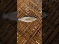 yah! More fishing #milkfish #fish #amazing #fishing #farmer #fishpond #farmerlife #nature #food