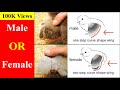 How to Identify Male and Female Chicks