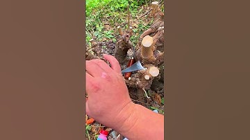 Bộ 3 Cây đục Cây Cảnh #shorts