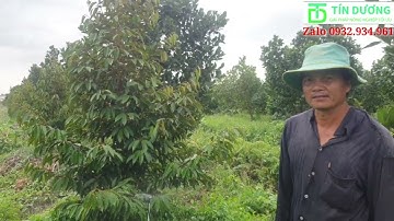 Cách lắp đặt hệ thống béc tưới sầu riêng bằng béc 120 lít/h. TÍN DƯƠNG 0932934961