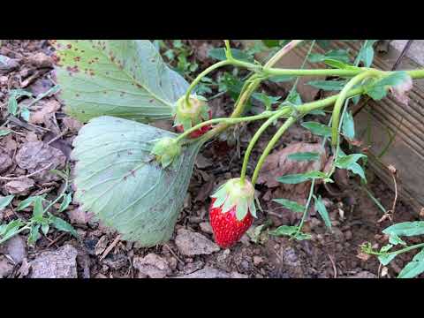 Ini&rsquo;s Moestuin #30   Aardbeien planten en bijna rijpe pompoenen van de grond afhalen.