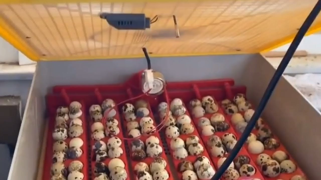 الحلقة الأولي لتربية السمان من البيضة للاحتراف