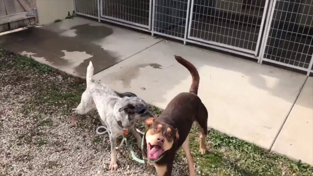 Meet Paige Prairie Paws Animal Shelter! YouTube