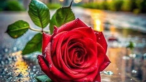 سورة الكهف الشيخ محمد عبادة سوت جميل جدا 2025 #quran @ZDMAOLA #قران #راحة_نفسية #محمد_عبادة