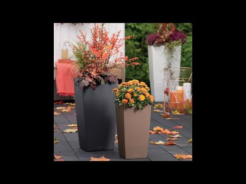 Кашпо для цветов 🌸 LECHUZA CUBICO Color с автополивом 💦 #shorts #lechuzamoscow #автополив