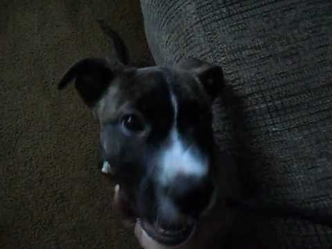Simi :) Our Boxer-Pit Mix Puppy. - YouTube