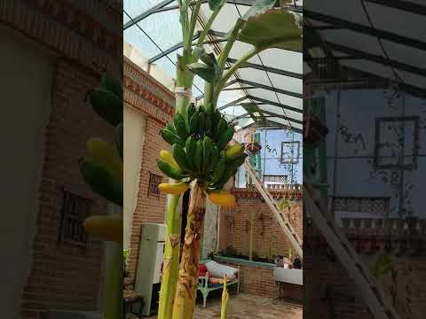 خوشه موز یکی یکی دارن زرد میشن 