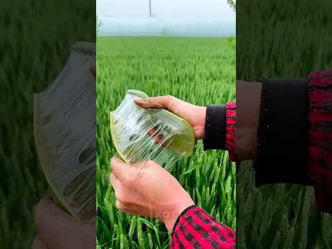 Вот ДЛЯ ЧЕГО Нарезают Листья АЛОЭ #шортс