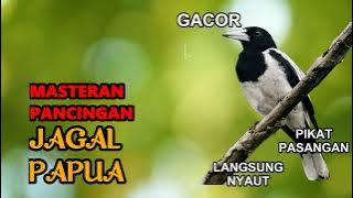 🔴 Masteran Suara Pikat Jagal Papua Gacor Mp3