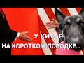 У Китая на коротком поводке… И это не о собаке Джо Байдена ✅ РадиоБлог 7 Декабря 2020