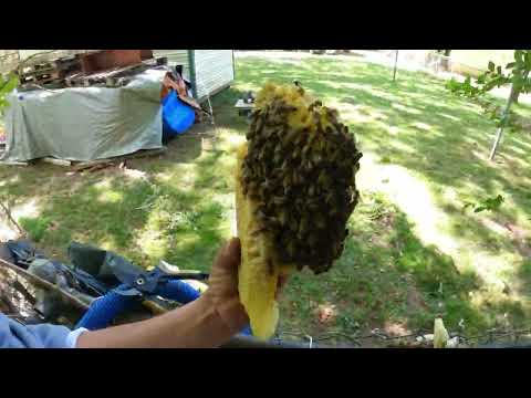 Video: Le api mellifere erano originarie del Nord America?