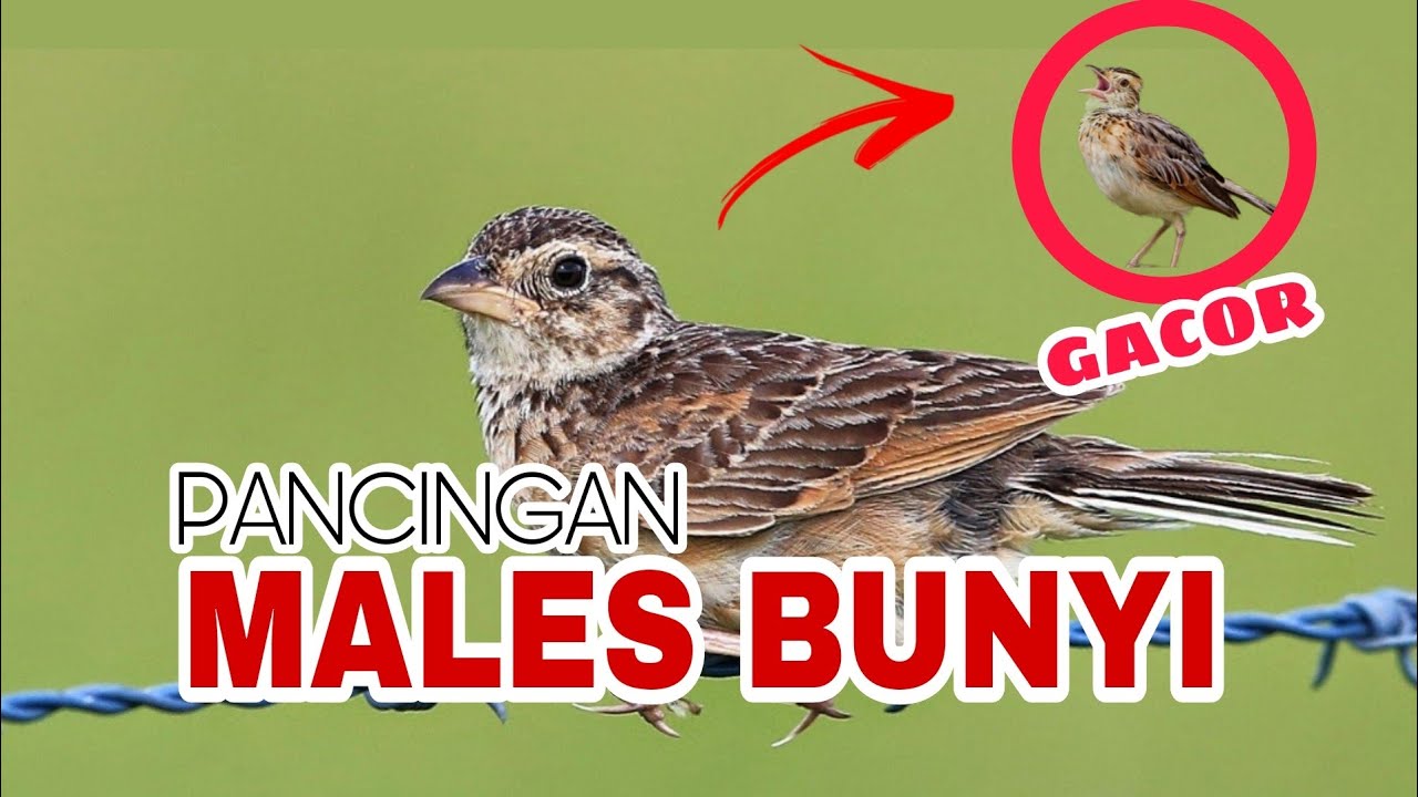 SUARA BRANJANGAN GACOR DOR  - AUDIO TERAPI SUARA BRANJANGAN MALES BUNYI 1 JAM