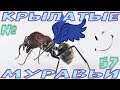 Крылатые муравьи - трутни Кампонотус Сингулярис