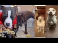 Try Not To Laugh At This Funny Dogs Video Compilation | Funny Pet Videos 😆 😂