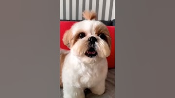 Thumbnail of shihtzu Dog Barking| Shih Tzu barking #dogs#shihtzupuppies