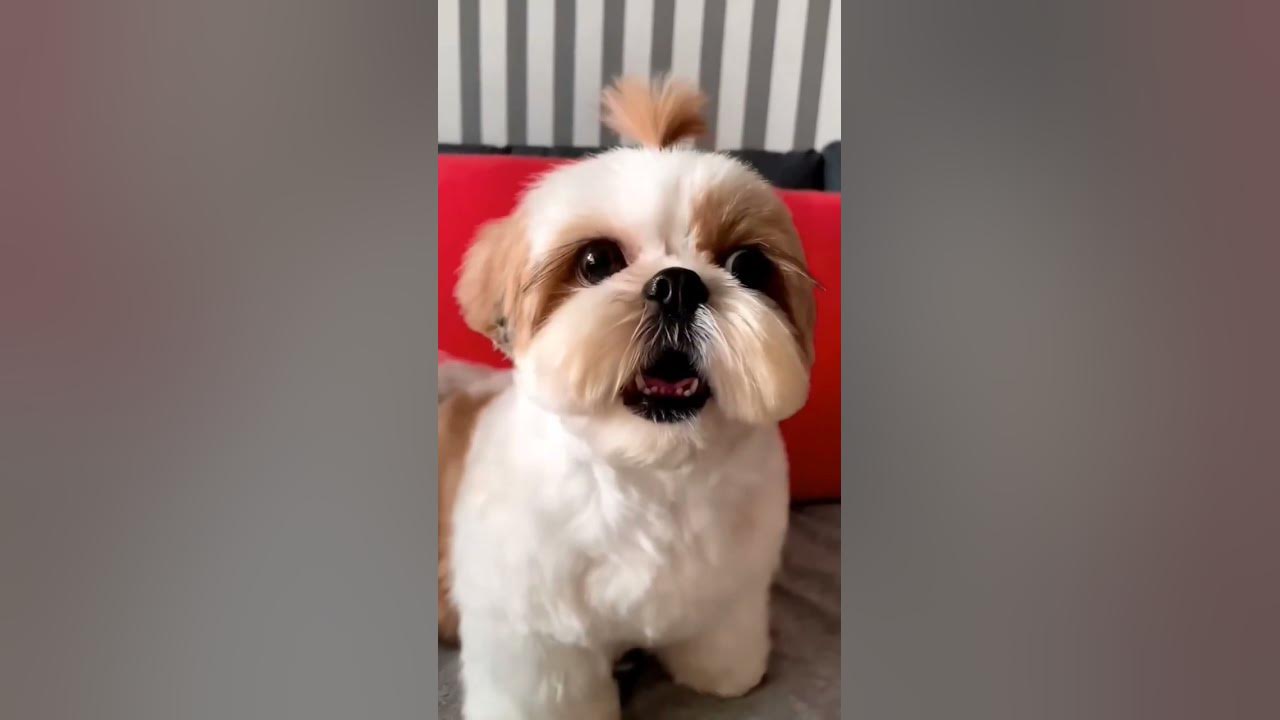 shihtzu Dog Barking| Shih Tzu barking #dogs#shihtzupuppies
