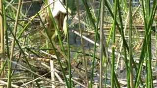 Britten trying to eat a frog