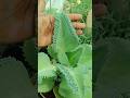 இது அது அல்ல ☘️🌿 #shortsfeed #ranakalli #herbs #muligai #shorts #natruel #garden #gardening #natrue