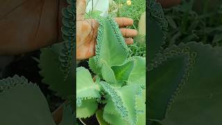 இது அது அல்ல ☘️🌿 #shortsfeed #ranakalli #herbs #muligai #shorts #natruel #garden #gardening #natrue