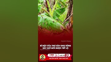 Bí kiếp của thợ săn mật ong rừng được tiết lộ #tintuc #giaitri #shorts