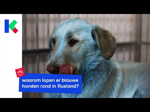 Video: Blauwe Honden Verschijnen In India