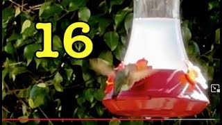 LEARN HOW TO COUNT with MOTHER HUMMINGBIRD (1-16) See BABY FLYING / Real Hummingbird SOUNDS &amp; FACTS