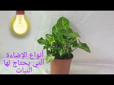 فيديو: Streptocarpus (80 صورة): ملامح نمو العقدية في المنزل. اختيار التربة للزهرة. ماذا لو جفت أطراف الأوراق؟