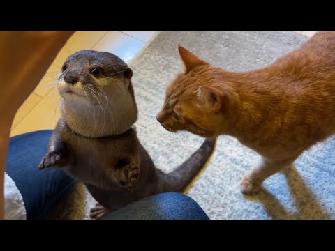 ??????? ??????????????????????????www Otter and cat gathering in chicken