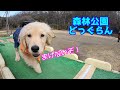 ドッグランリベンジ。ついにワンプロか？！ゴールデンレトリバーの子犬　GoldenRetriever NAKI