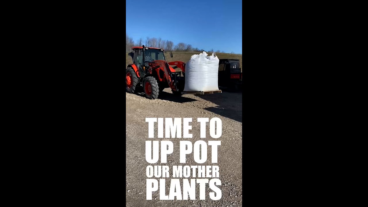 How to Pot Cannabis Mother Plants the Lune Rise Farms Way