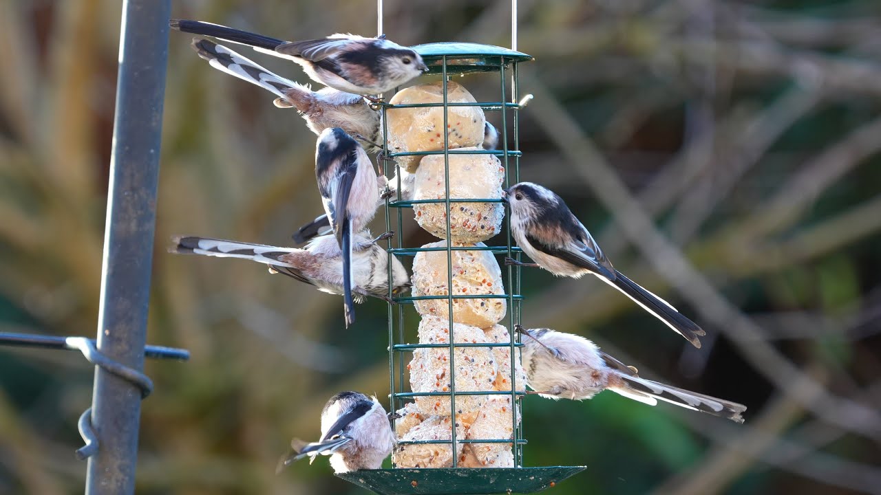 Wild birds feeding in Shropshire garden 4k60 - Sony A6700, Sony 200 ...