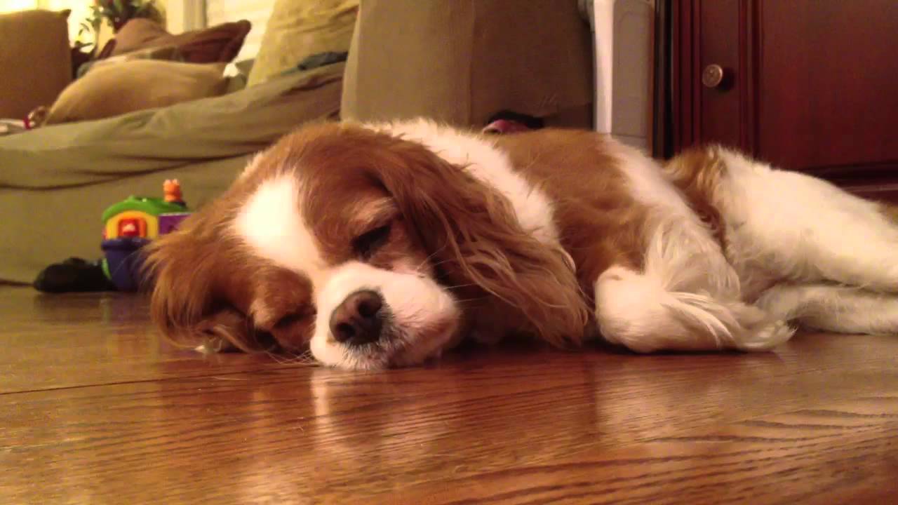 Sleeping Cavalier King Charles Spaniel YouTube