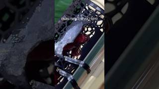 2살 베타의 터널 생활 근황