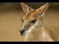 Canguru 🦘🦘 (macropus Rufus)