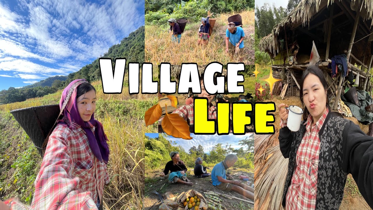 Village Life In Arunachal🍃|| Paddy Harvesting season🌾|| village vlog 121