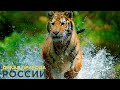 Дикая природа России / Wild Russia E08