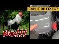 🤬 Rooster clawed my motorcycle Harley-Davidson paint! Can it be fixed? NO! Is it ruined?