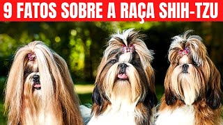 9 Facts You Might Not Know About the Shih Tzu Breed / Interesting Facts About the Shih Tzu